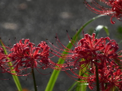 鮮明な水滴 不鮮明な玉ボケ