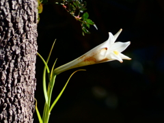 まだ咲くタカサゴユリ