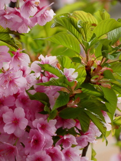 新緑の河津桜