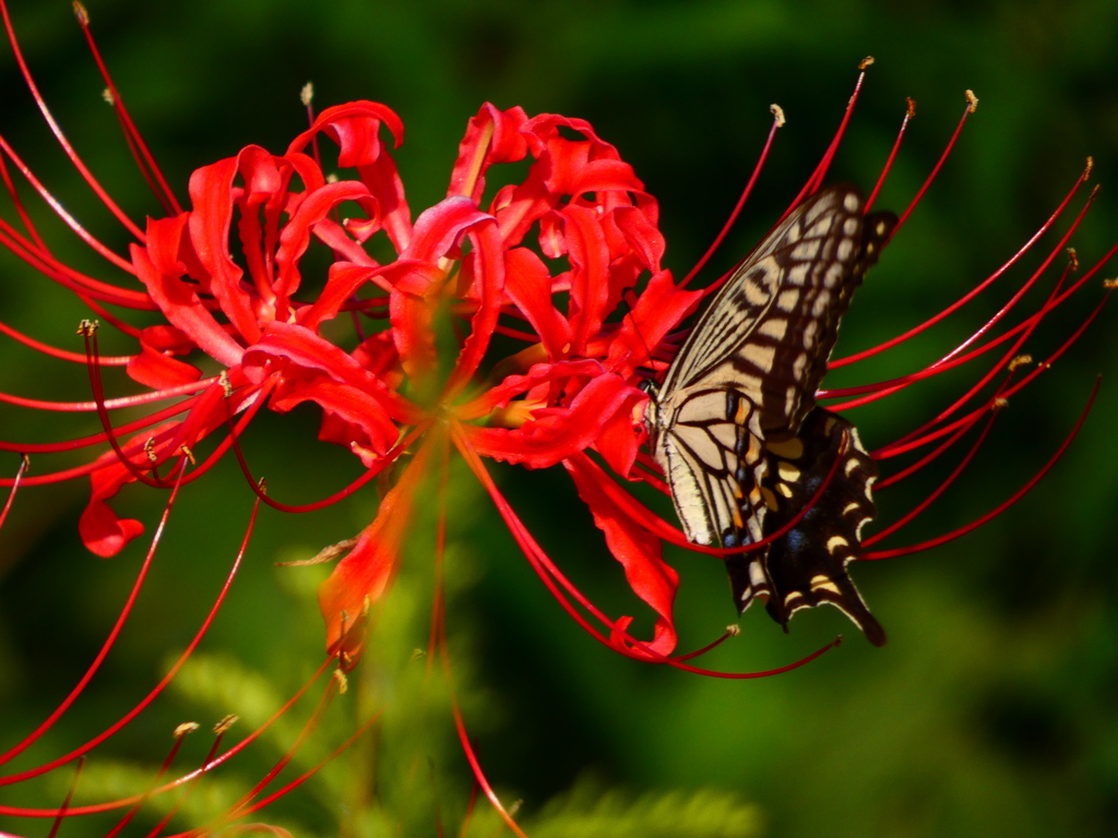 見沼代用水西縁 彼岸花2025（16）