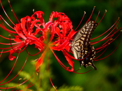 見沼代用水西縁 彼岸花2025（16）