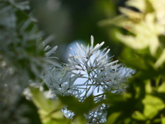 植物園のはしご