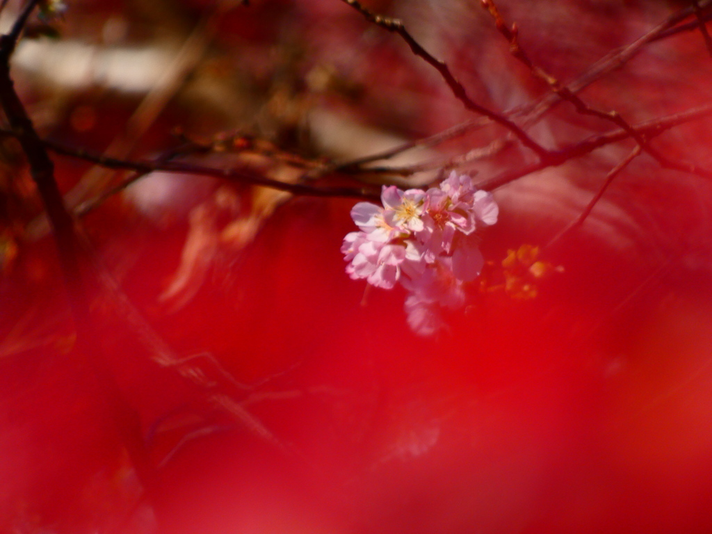 桜花と紅葉