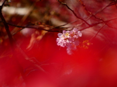 桜花と紅葉