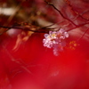 桜花と紅葉
