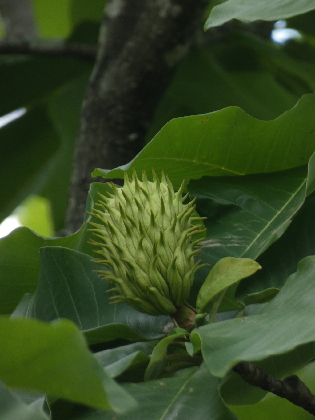 ホオノキ花床