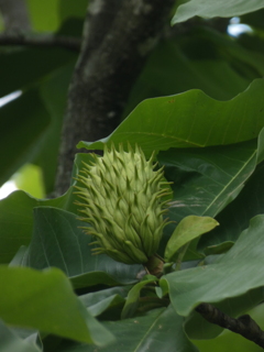 ホオノキ花床