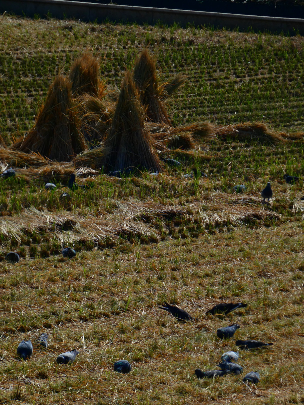 藁ぼっちと落穂拾い