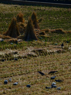 藁ぼっちと落穂拾い