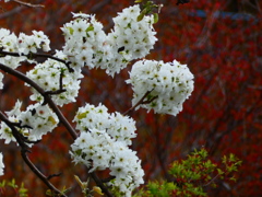 残る桜 咲き出す桜（４）