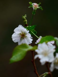 十月桜