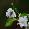 十月桜