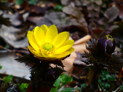 ムクゲの下の福寿草