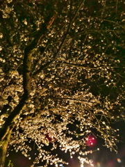 自主的な夜桜ライトアップ