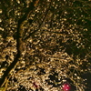 自主的な夜桜ライトアップ