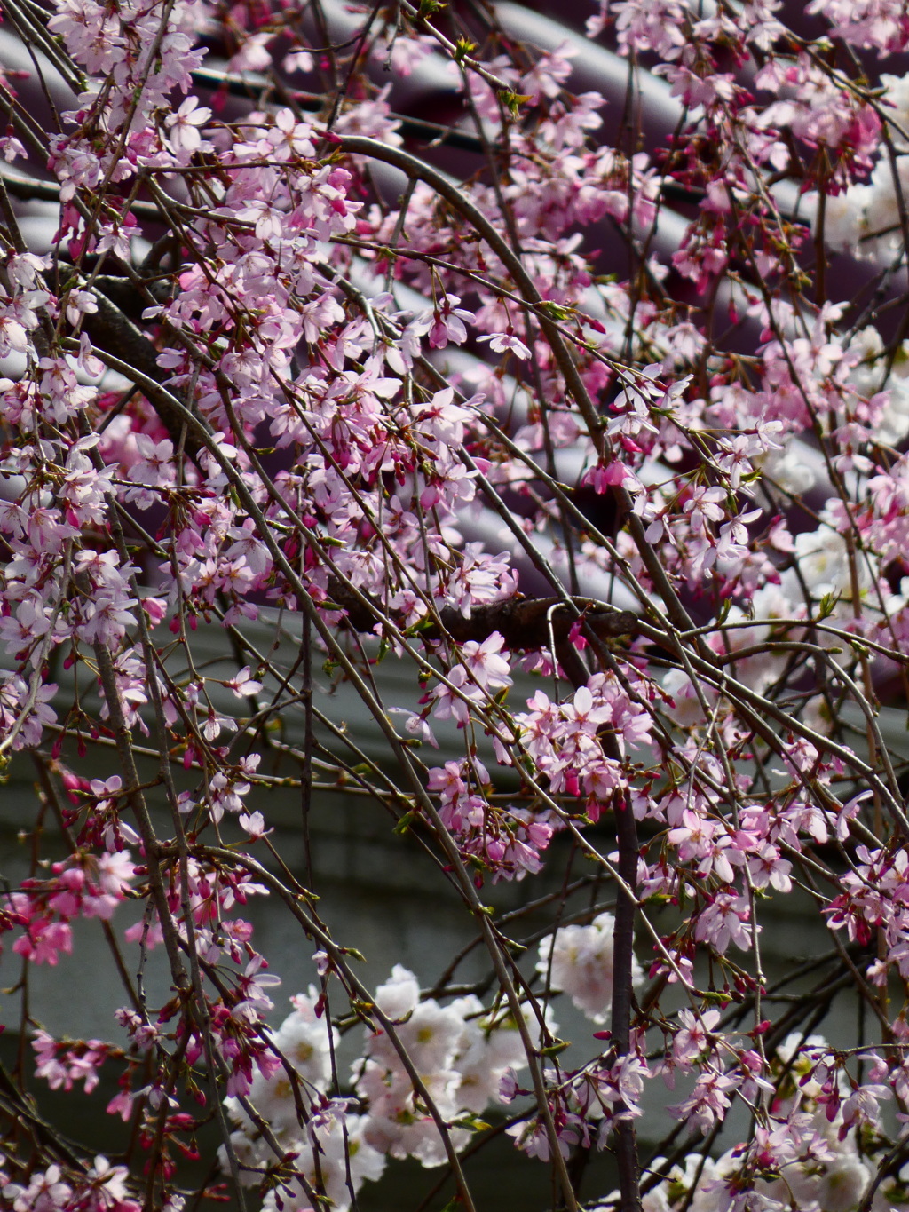 枝垂れ桜
