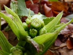 続・蕗の薹