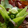 続・蕗の薹