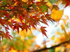 紅葉イロハモミジ