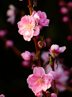 夕陽色の花桃