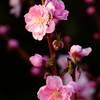 夕陽色の花桃