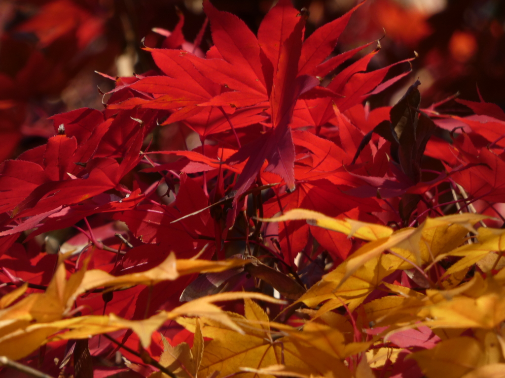 黄葉・紅葉