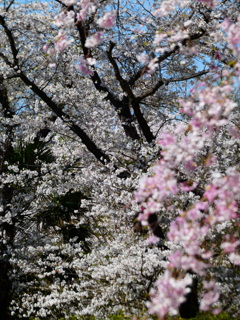 片鱗（５）ー見沼田んぼ桜回廊