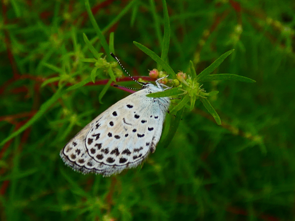 コキアにヤマトシジミ