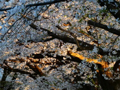 夕焼けと桜