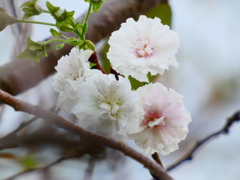 秋ながら祝・門出