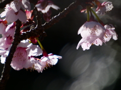 寒桜