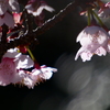 寒桜