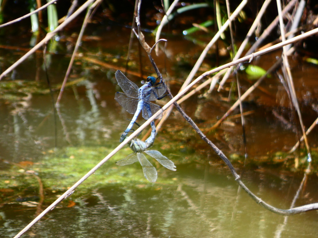シオカラと麦わら
