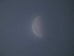 下弦の月になったウルフムーン