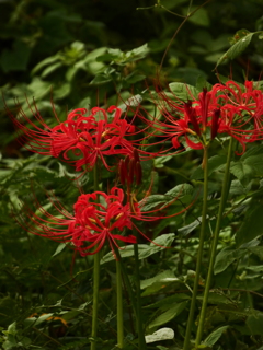 赤花の舞