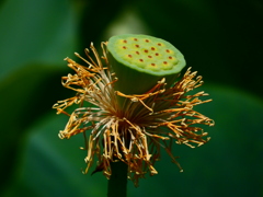 花托