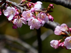 安行寒桜