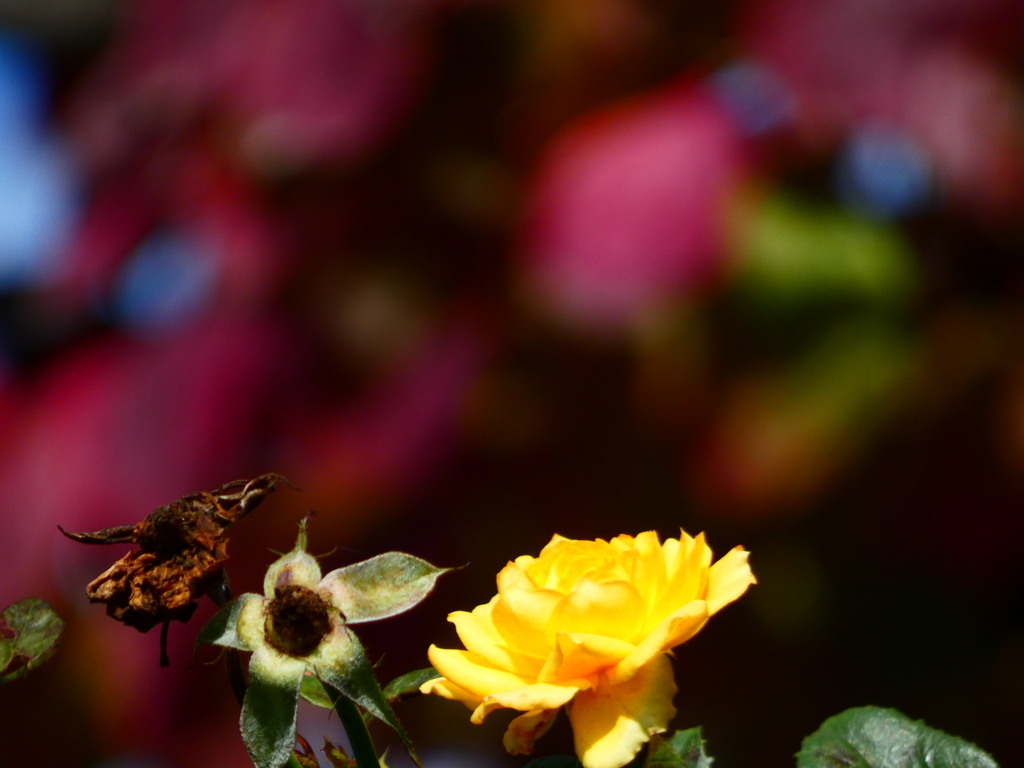 黄バラと紅葉ハナミズキ