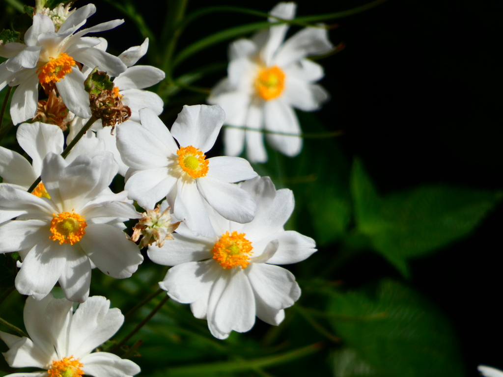 シュウメイギク 白