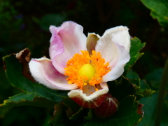 シュウメイギク