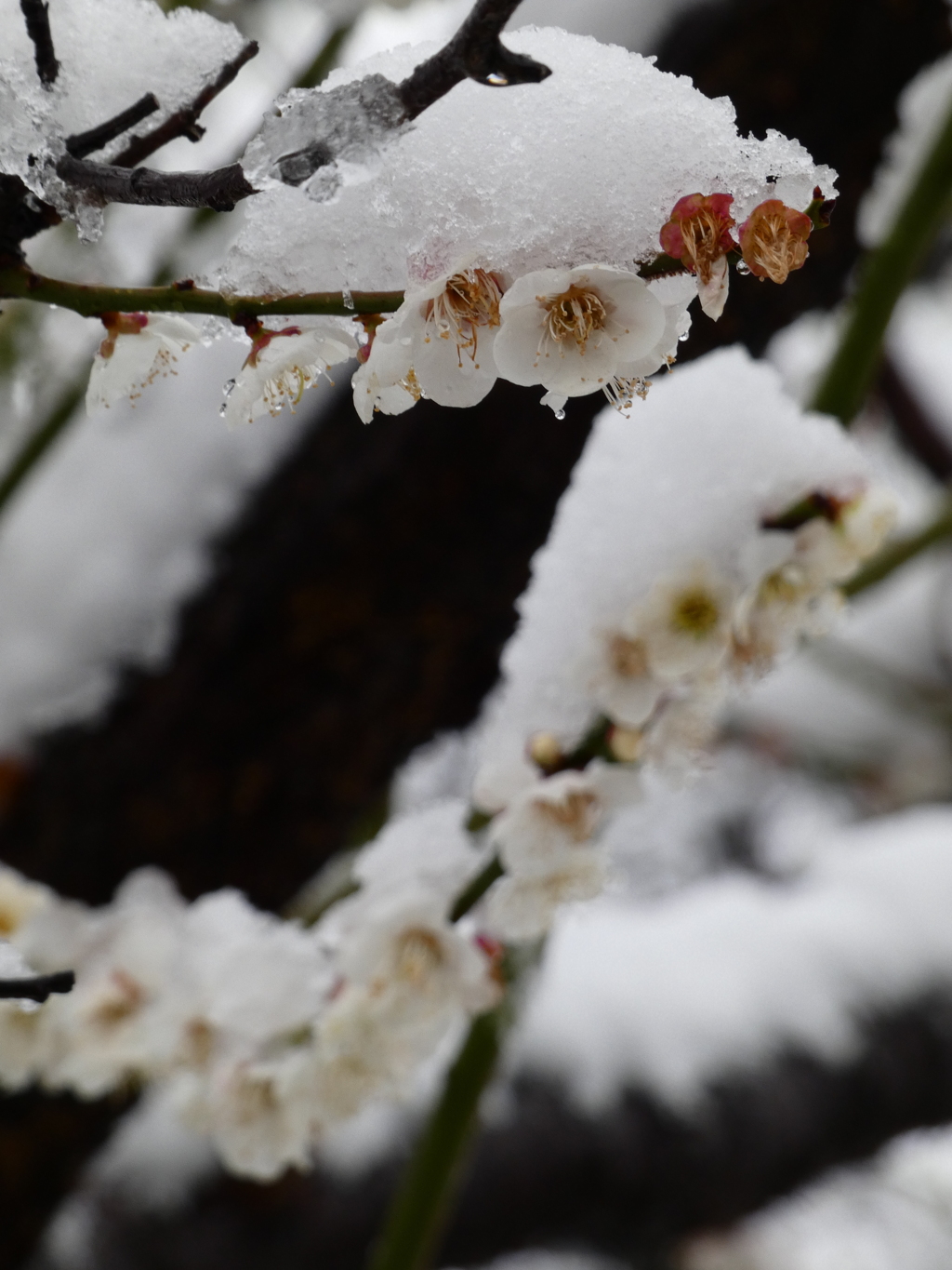 雪花の笠