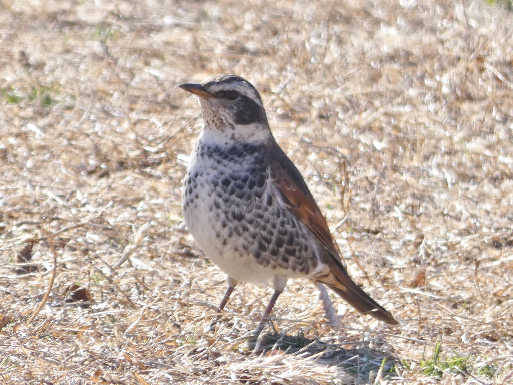 下りてきたツグミさん