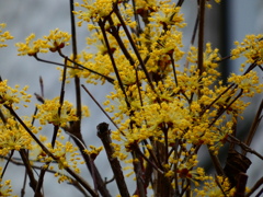 同じお宅の山茱萸