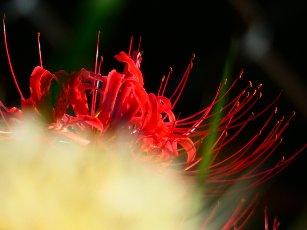 白花越しの赤花