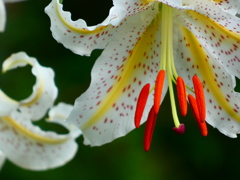 花と緑の振興センター梅園のヤマユリ(8) 花と緑の振興センター梅園のヤマユリ(8)