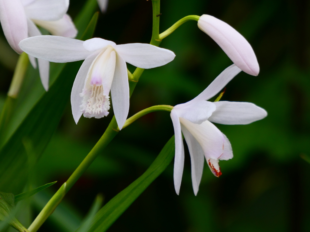 白花シラン