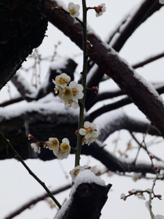 雪中梅