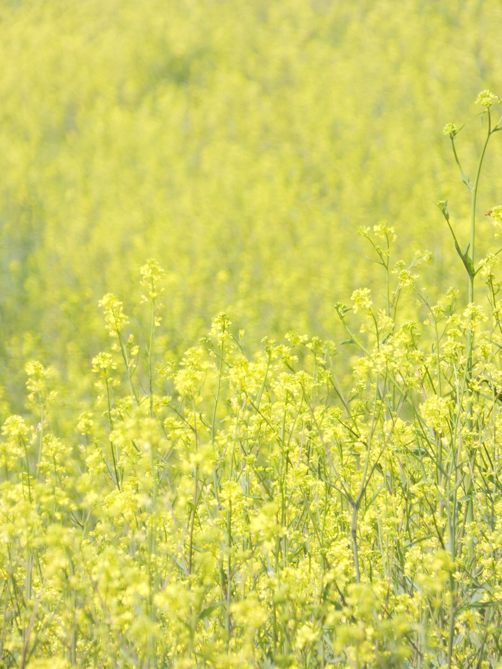 からし菜絨毯