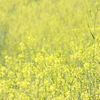 からし菜絨毯