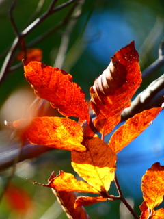 ブナの紅葉